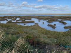 Marshes on the edge of the channel